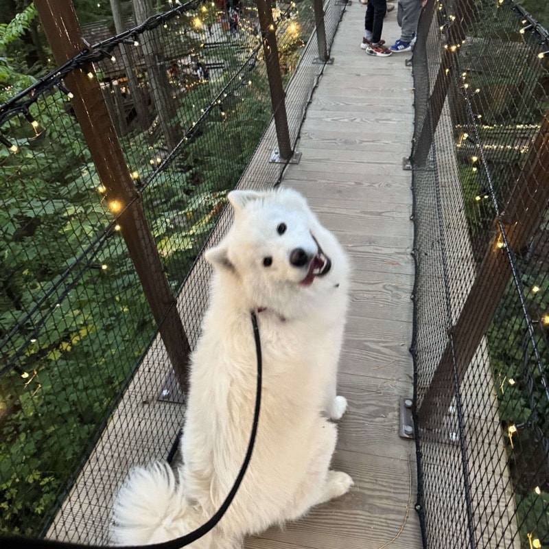 Photo of Bear, a samoyed