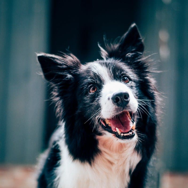 Pet photo uploaded to Furmous — Maggie the border collie