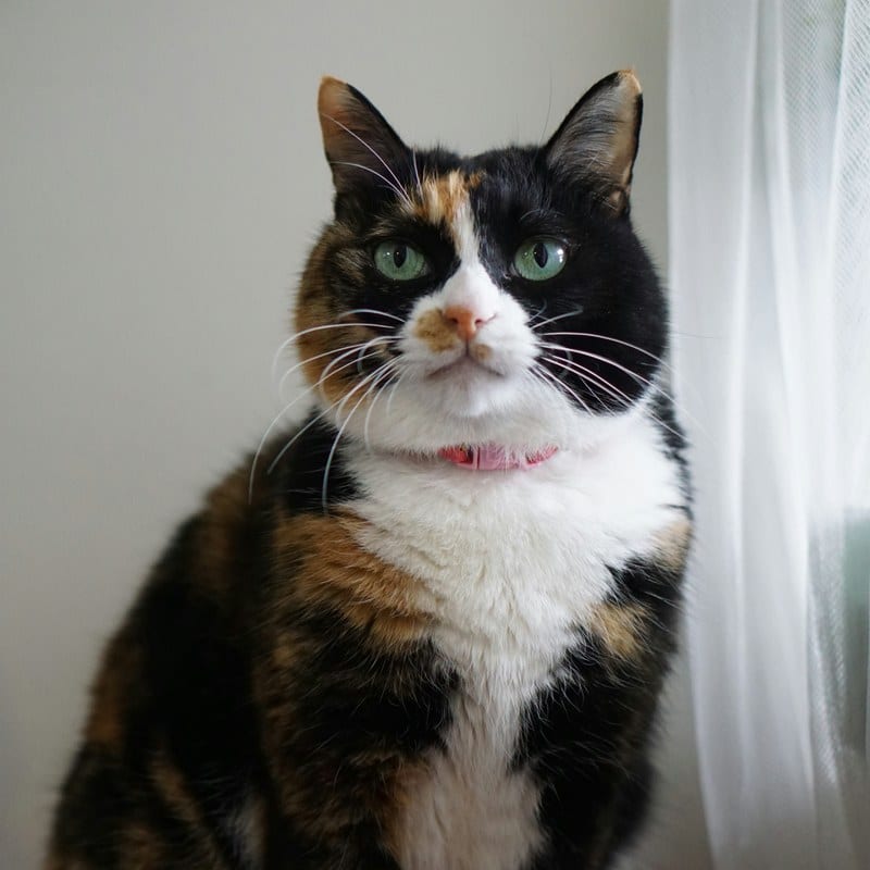 Photo of Patches, a calico cat