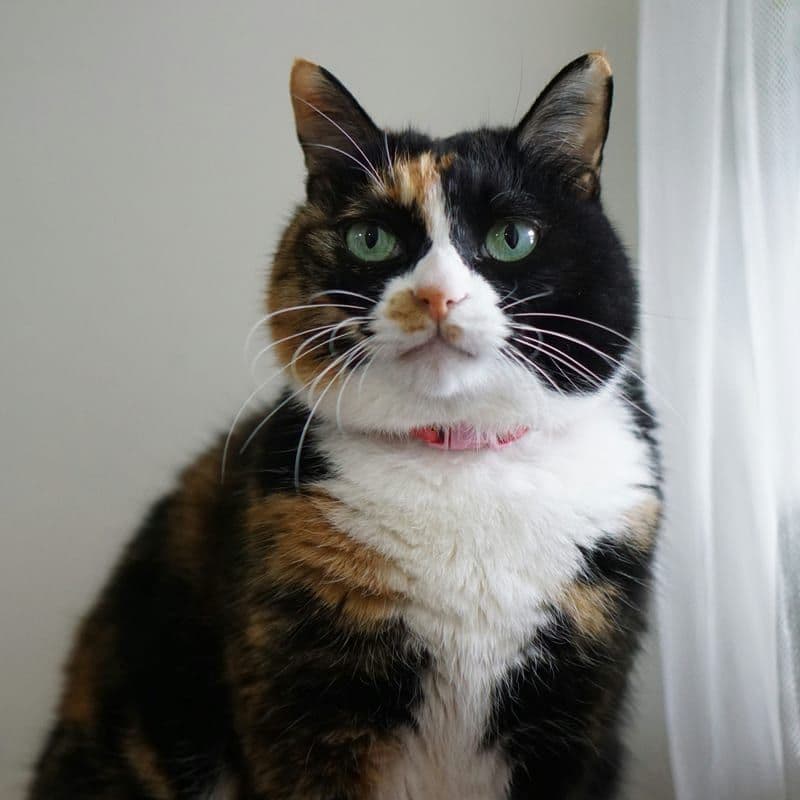 A photo of Patches, a calico cat, before turning the pet into a cartoon